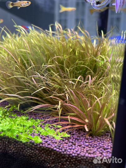 Аквариумные растения,прополка, ракушки