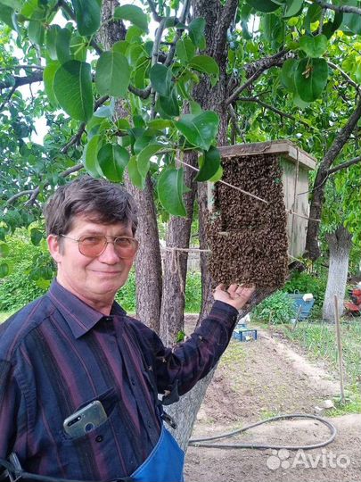 Продам пчелосемьи