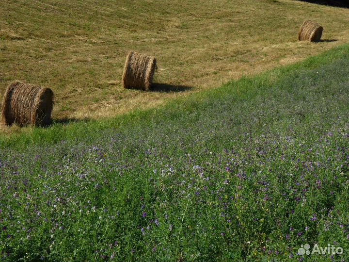 Сено в рулонах