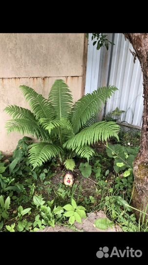 Страусник (папоротник)