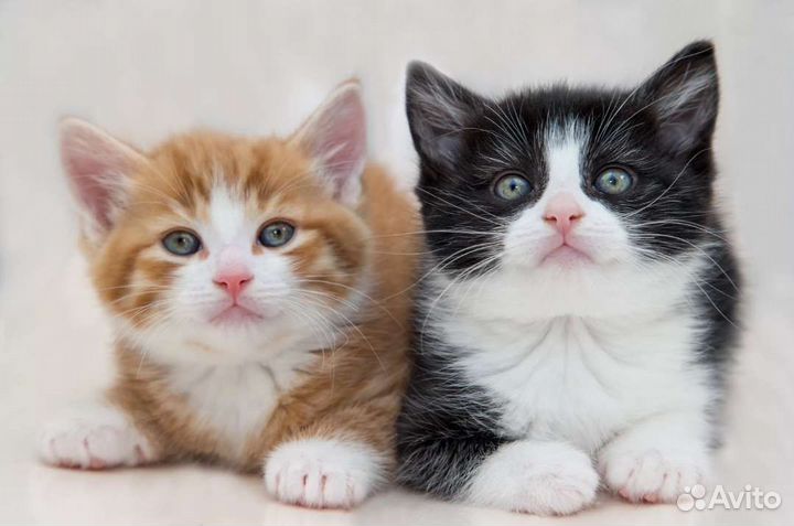 Котята, много разных малышей ищет семью