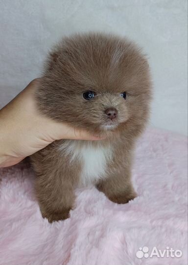 Мини лиловый мальчик померанского шпица