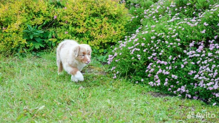 Щенки аусси с метрикой