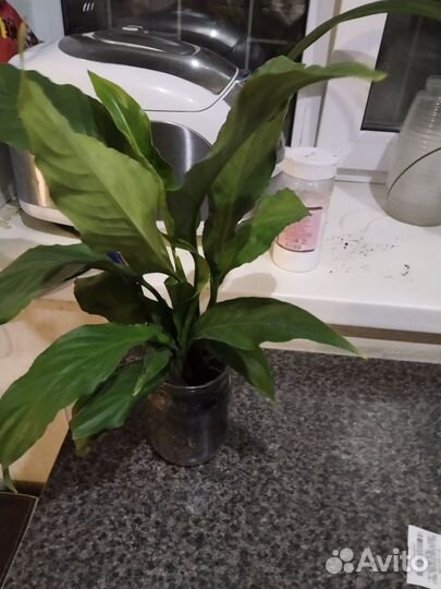 Спатифиллум