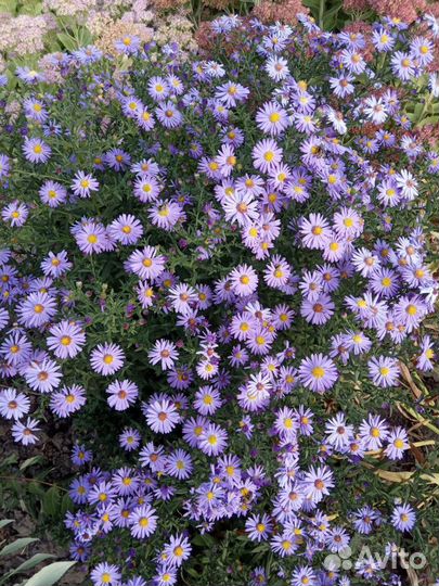 Саженцы Астра Азов