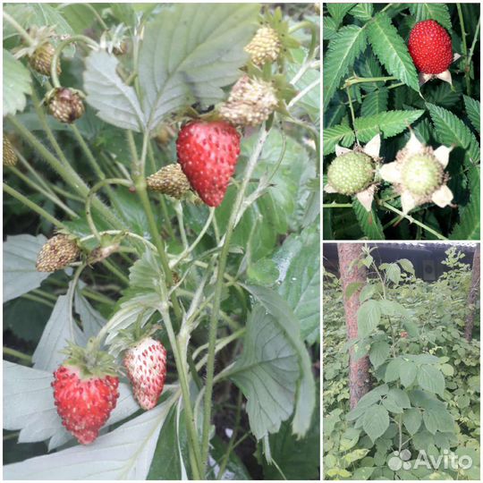 Растения для сада