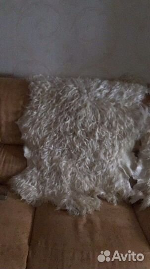 Две шкуры выделанные ягненка новые