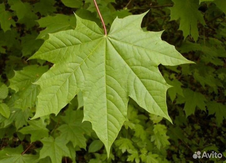 Клен сахарный