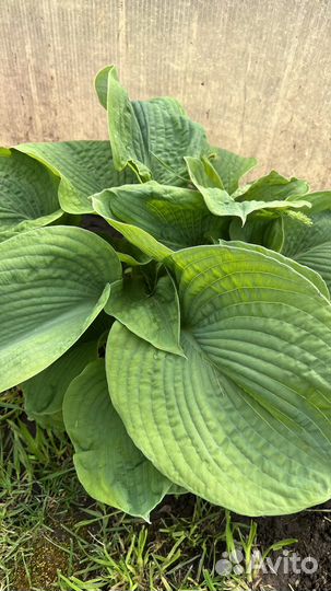 Хоста в ассортименте