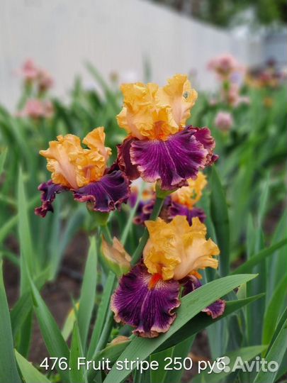 Ирисы бородатые сортовые