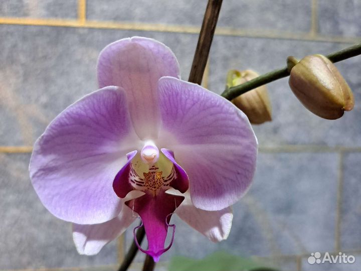Орхидея фаленопсис
