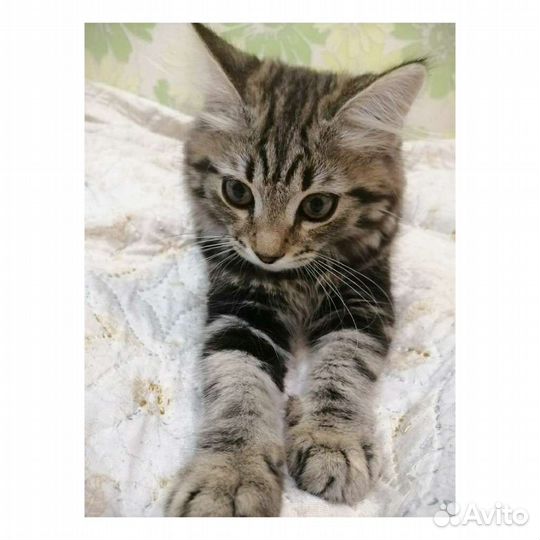 Котенок девочка 3 месяца