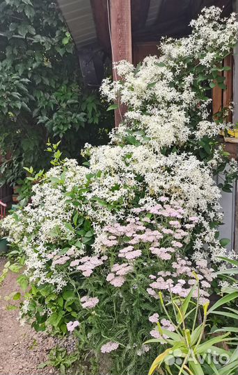 Клематис маньчжурский