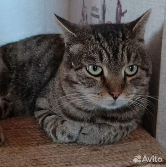 Кот Васька ищет дом