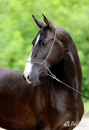 Вороной ахалтекинский жеребец 2020 года