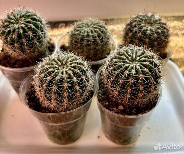 Кактус цветущий