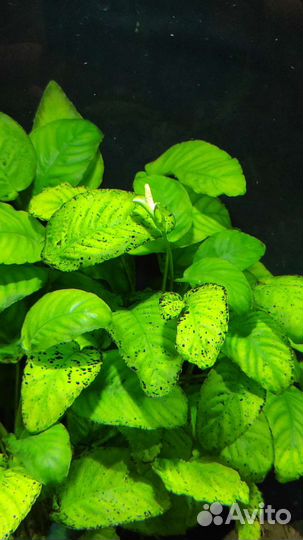 Аквариумные растения прополка