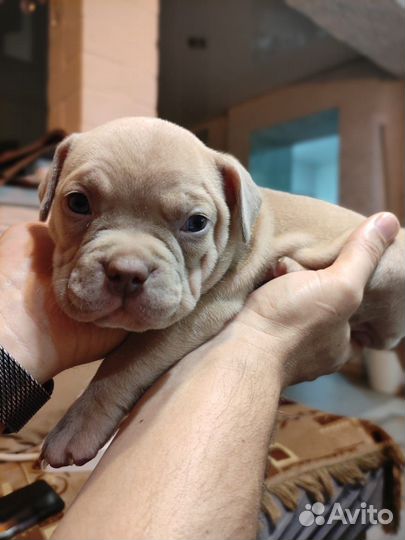 Американский булли покет