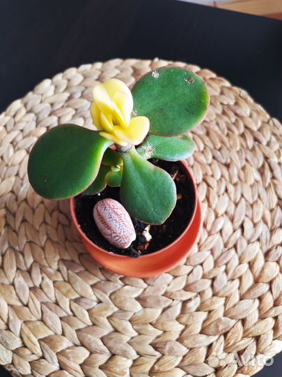 Крассулы сортовые - Триколор, Whirly Bird, Kagetsu