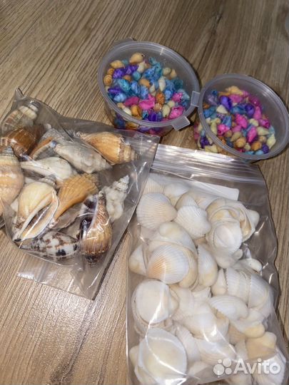 Морские ракушки