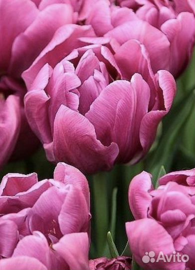 Пурпл Скай пионовидный тюльпан. Луковица