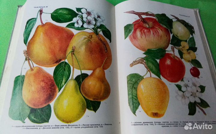 Культурные растения СССР. Москва 