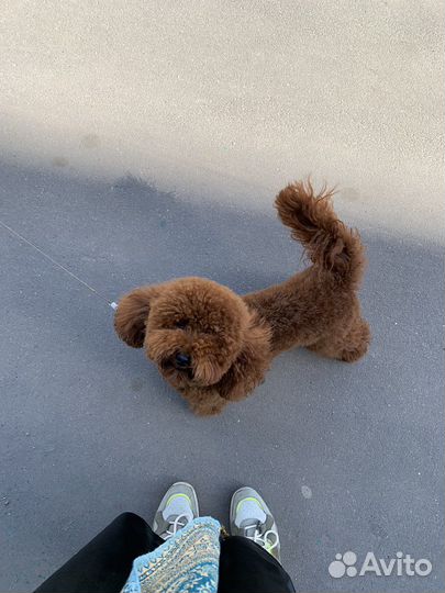 Вязка кобель той пудель красный РКФ