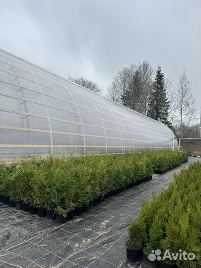 Туи в ассортименте