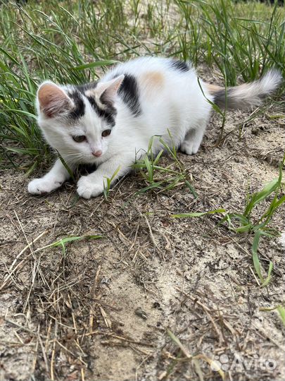 Котята