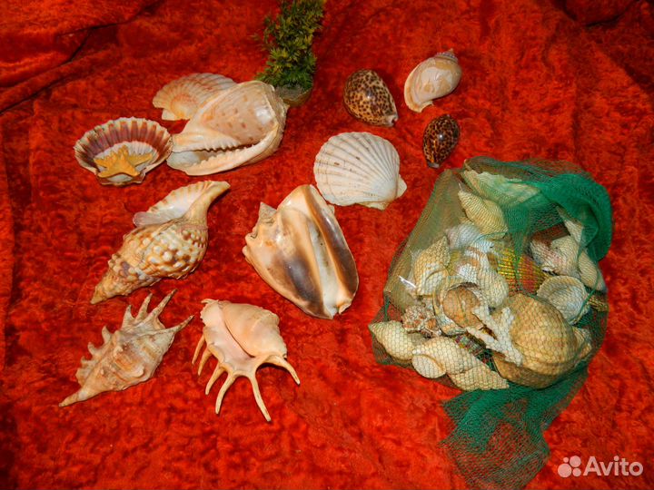 Коллекция морских ракушек