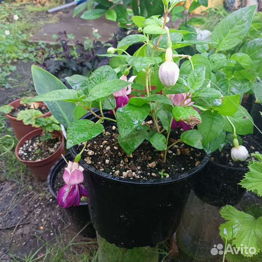 Комнатные цветы фуксия