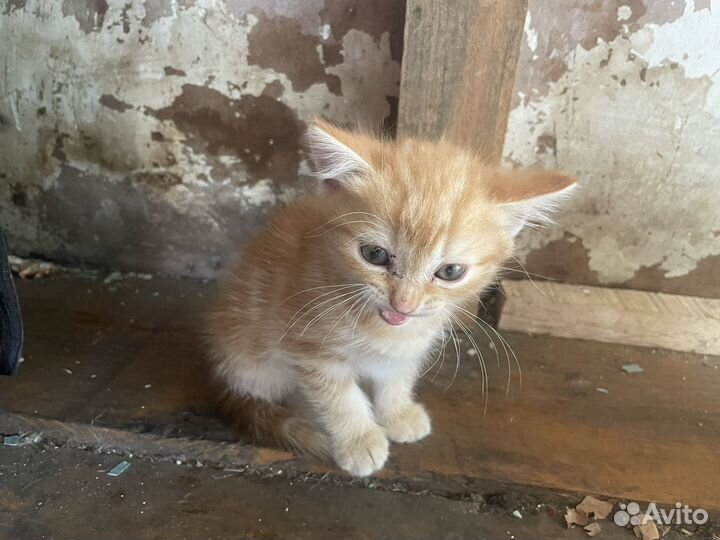 Котенок бесплатно