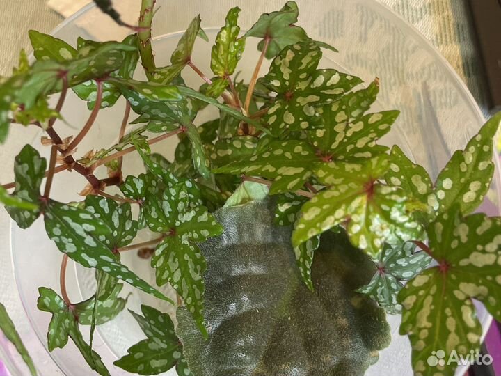 Бегония каудексная