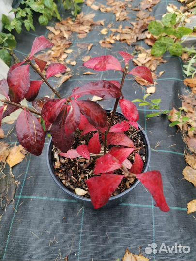 Бересклет крылатый компактус