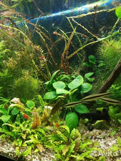 Растения живые для аквариума