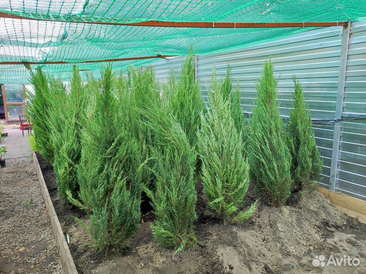 Можжевельник Блю Эрроу/ саженцы хвойных растений