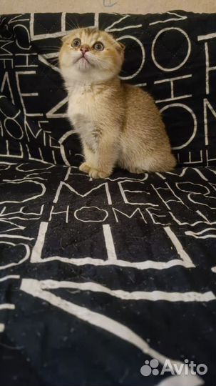 Золотая и серебристая шиншилла клубные котята