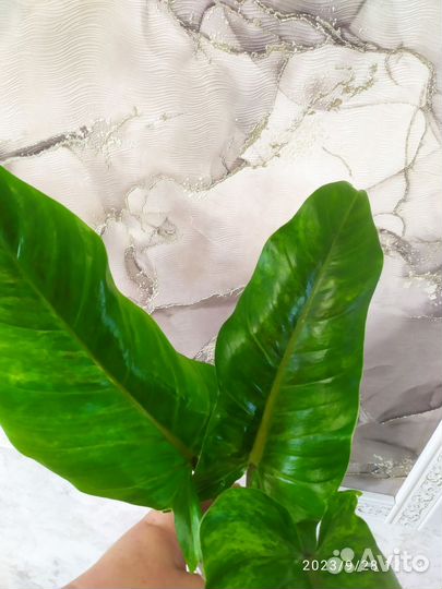 Филодендрон Круэнтум вариегатный
