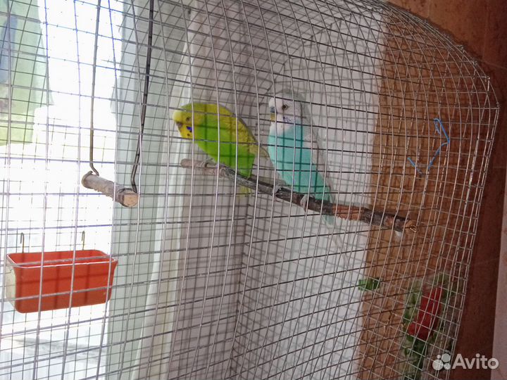 Клетка с попугайчиками.Продается