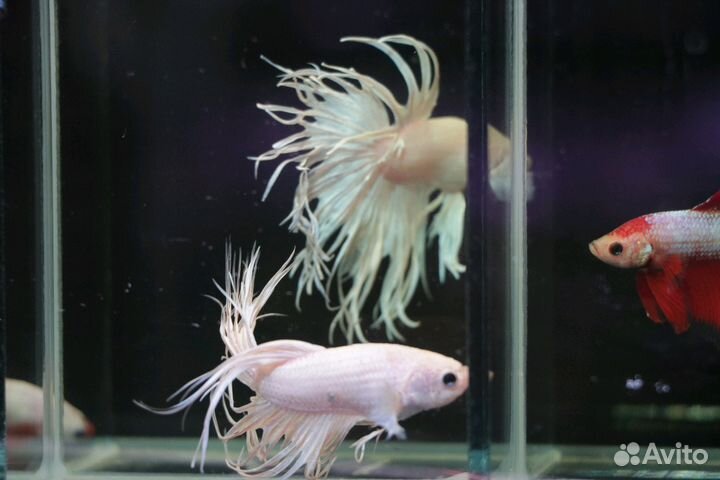 Рыбка петушок халфмун, супердельта, корона вуаль