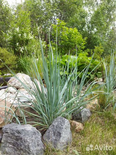 Декоративный злак. Элимус, колосняк песчаный