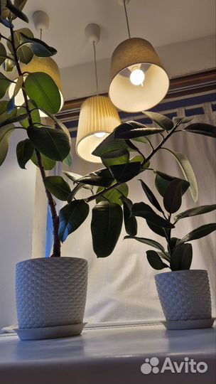 Фикус эластика