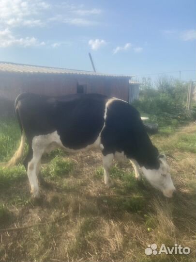 Корова дойная