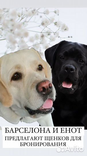 Щенки лабрадор ретривер