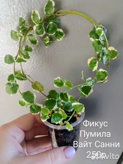 Фикусы, много сортов