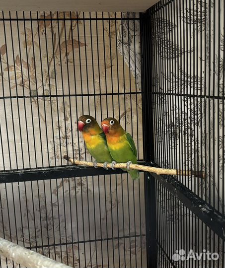 Продам попугаев неразлучников