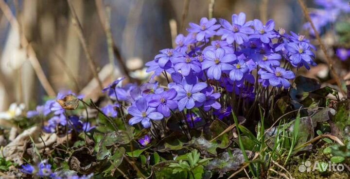 Печеночница