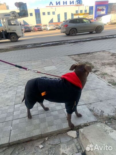 Одежда для собак от S до 7XL все сезоны