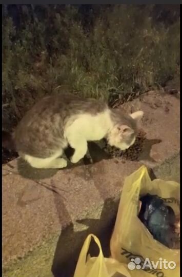 Хромой котик ищет добрые руки