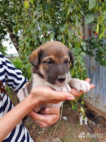 Очень милый щеночек, 1 месяц, бесплатно